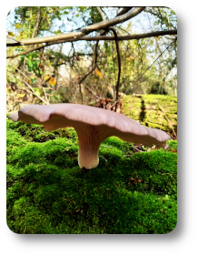 champignon